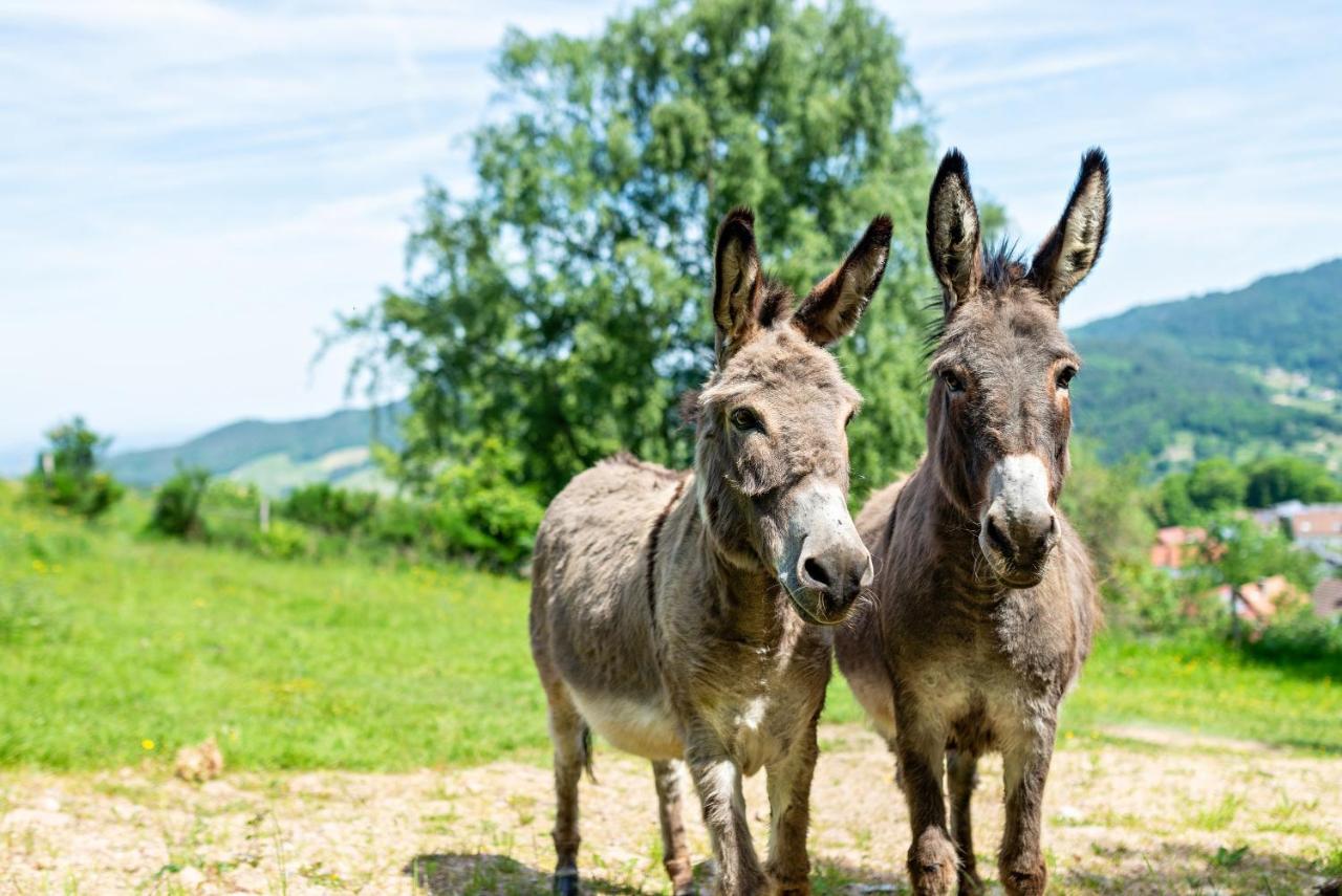 Merzel'S Schone Aussicht Bühlertal Zewnętrze zdjęcie